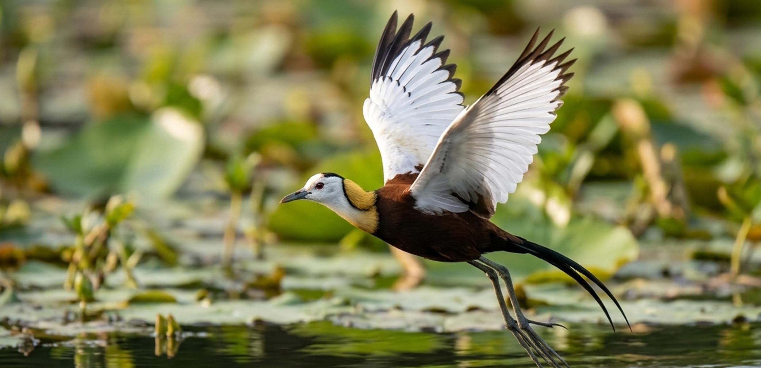 Ceylon Tours - Tangalle