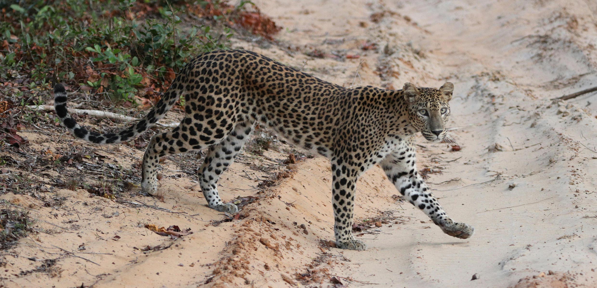 Ceylon Tours - Tangalle